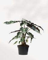 Alocasia Silver Dragon- 6" Pot