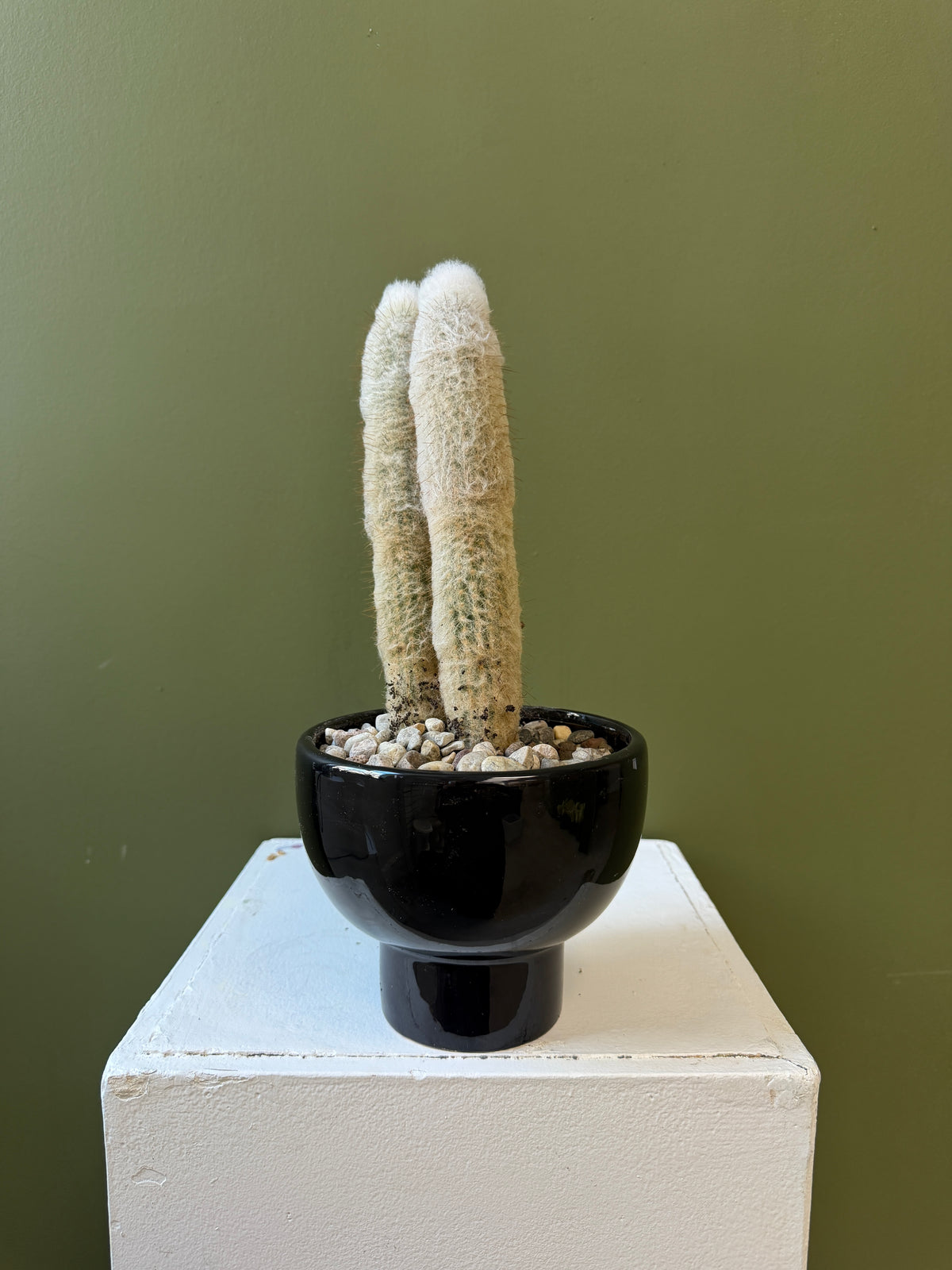 Old Man Cactus in Black Ceramic Planter