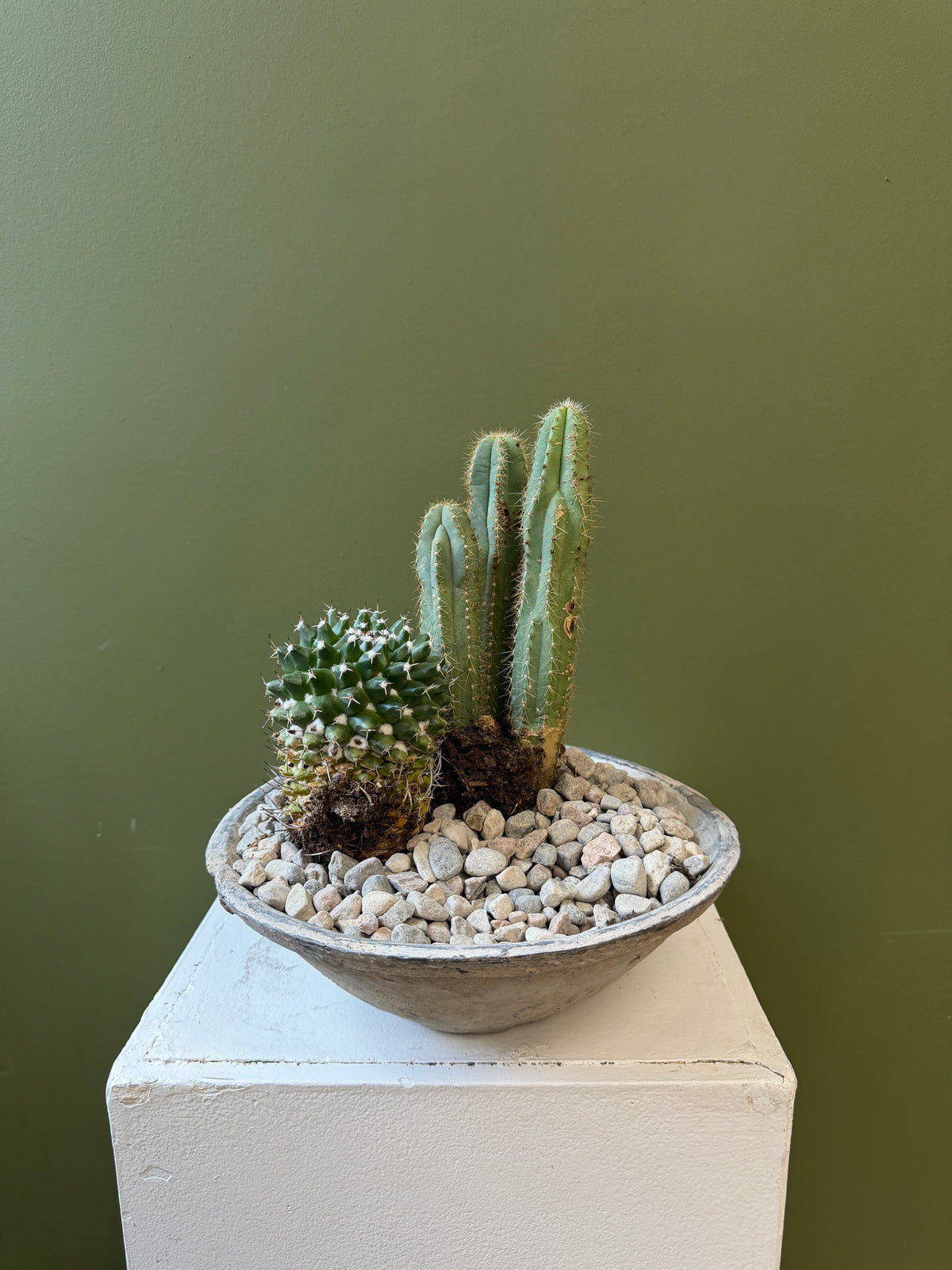Assorted Cactus Garden in Textured Ceramic Bowl