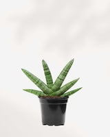 Agave Plant - 4" Pot