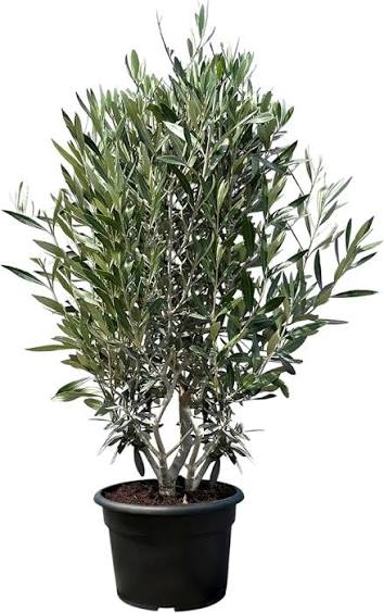 Olive Tree - 10" Pot