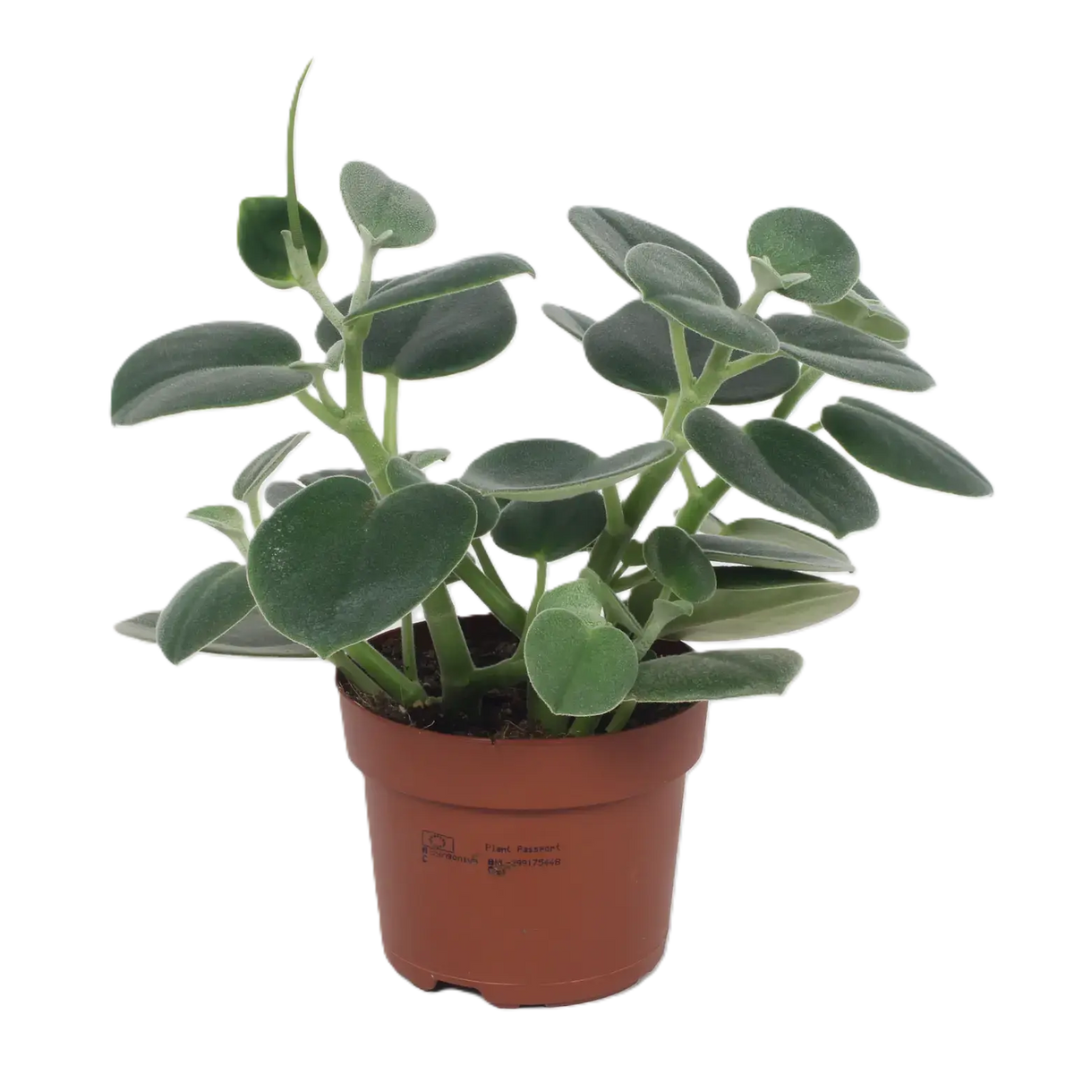 Peperomia Incana