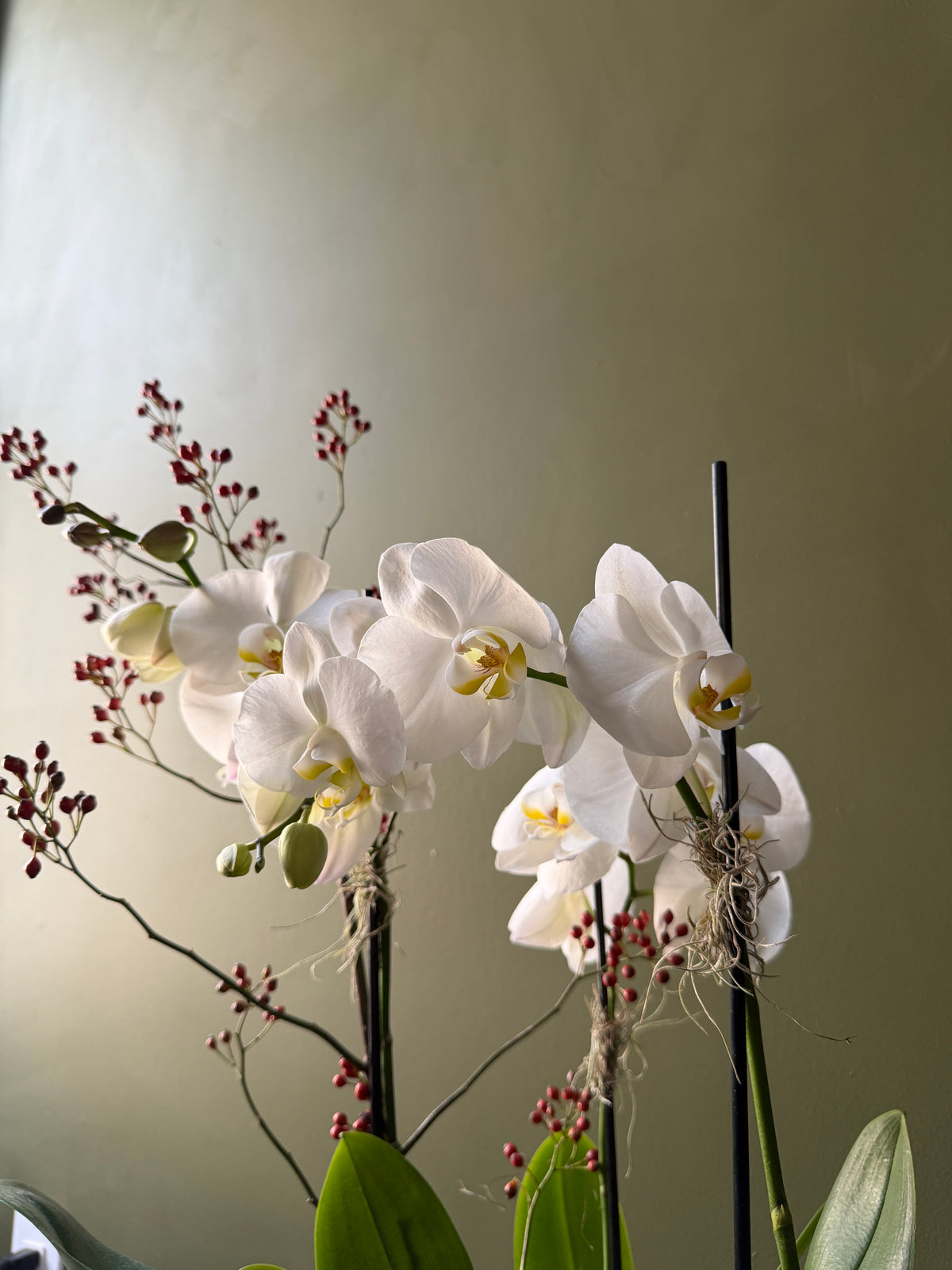 Orchid Planter