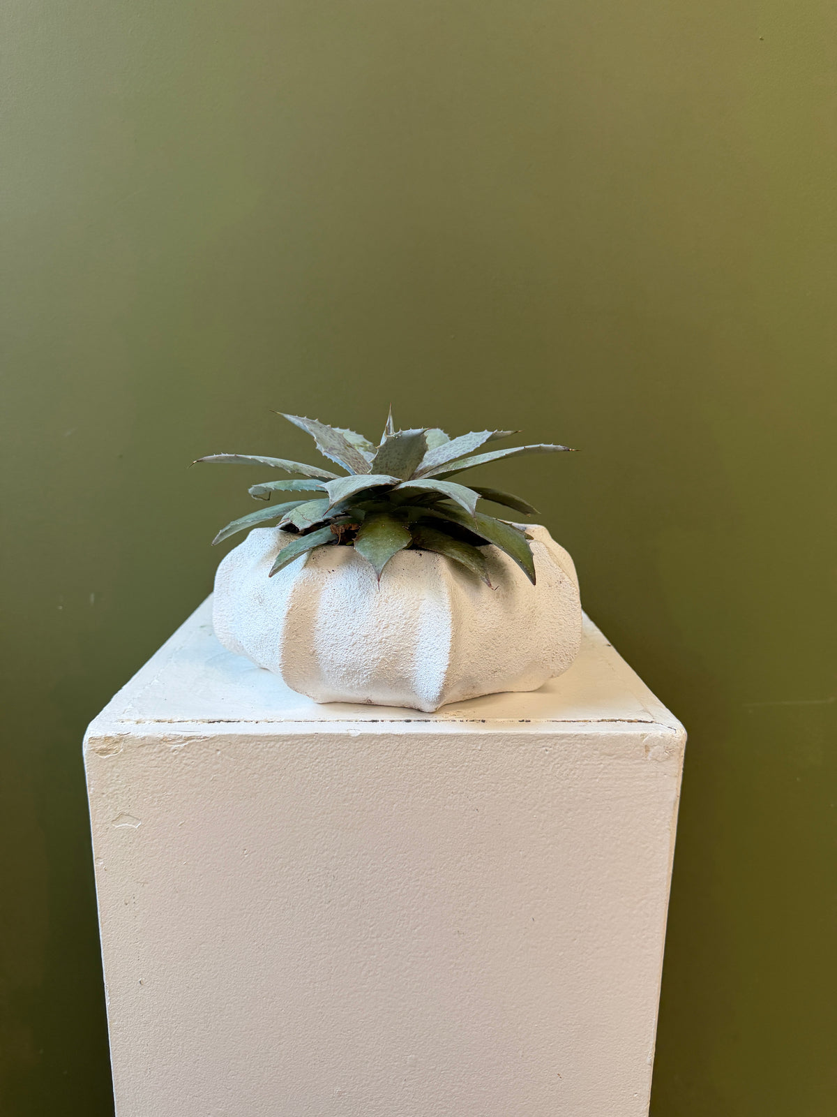 Agave Plant in a Ceramic White Planter