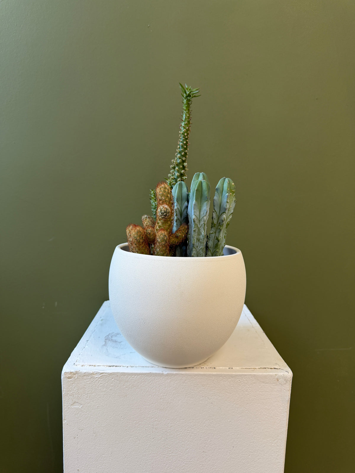 Mixed Cactus Garden