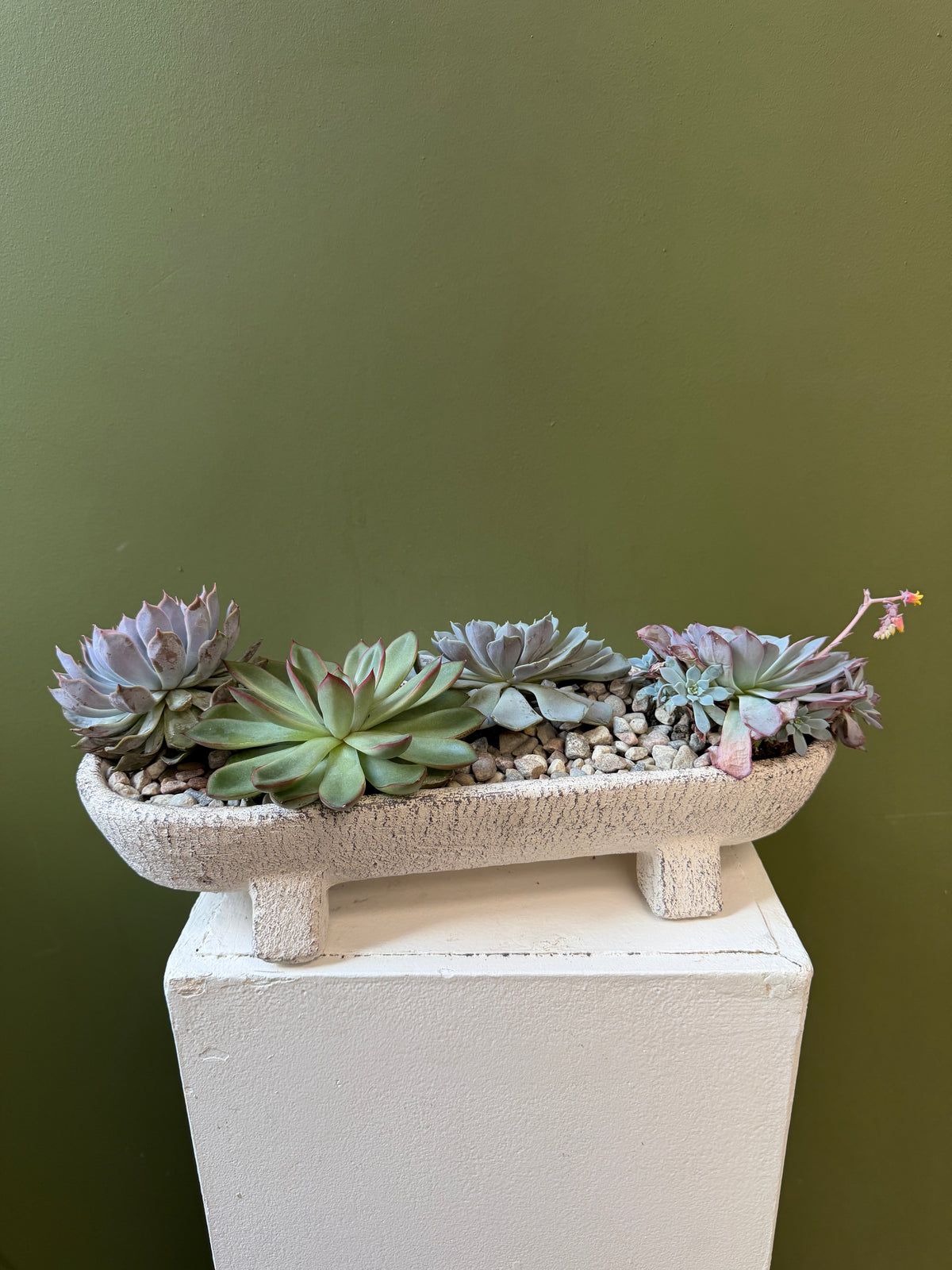Assorted Succulent Garden in Textured Beige Footed Planter