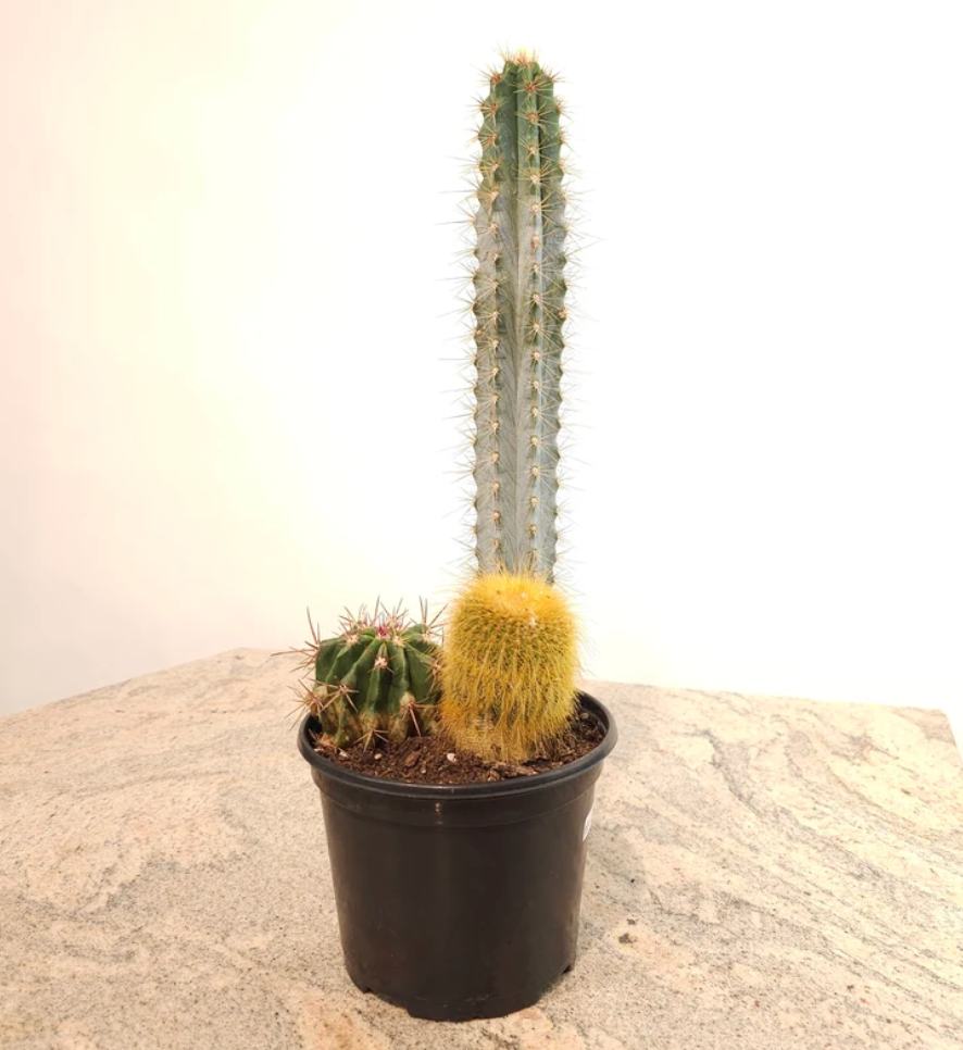 Assorted Cactus Garden – 6" Pot