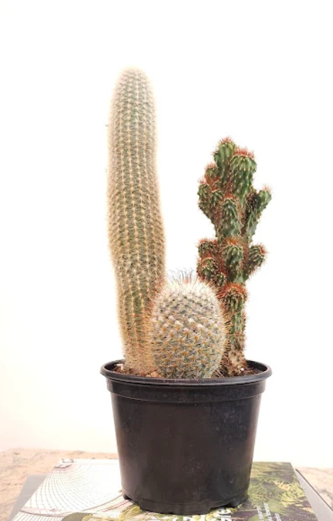 Assorted Cactus Garden – 6" Pot
