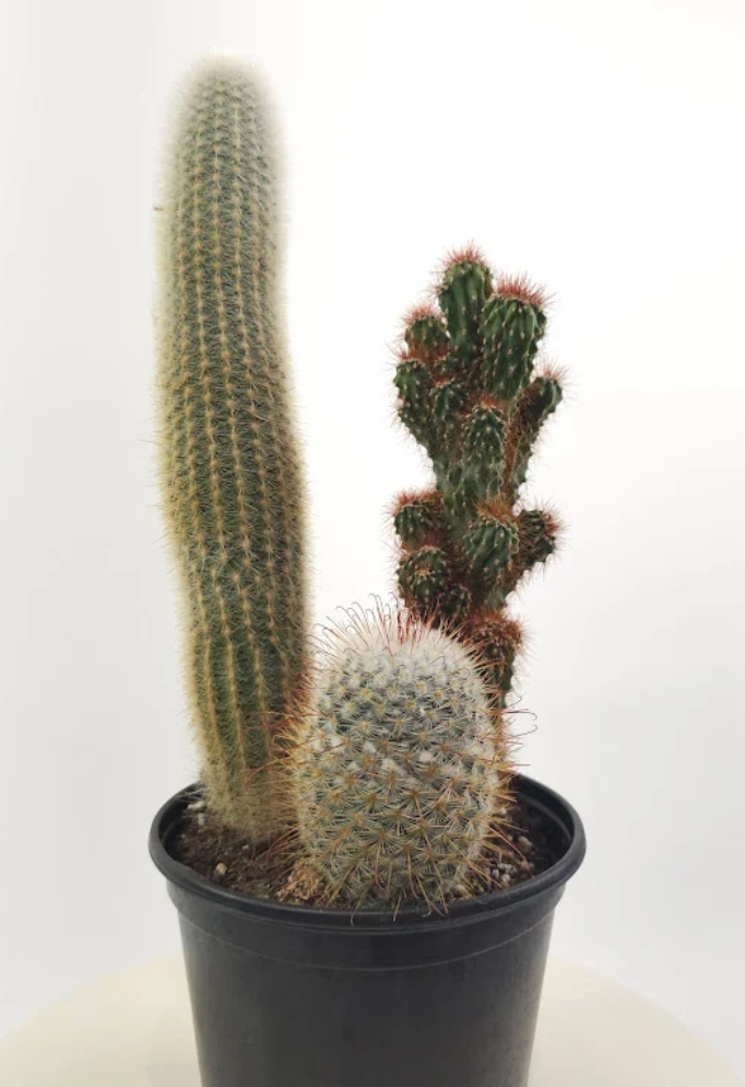 Assorted Cactus Garden – 6" Pot