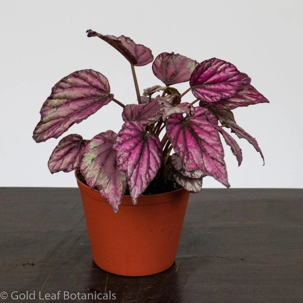 Begonia Rex