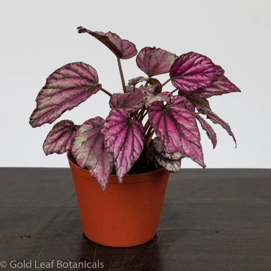Begonia Rex