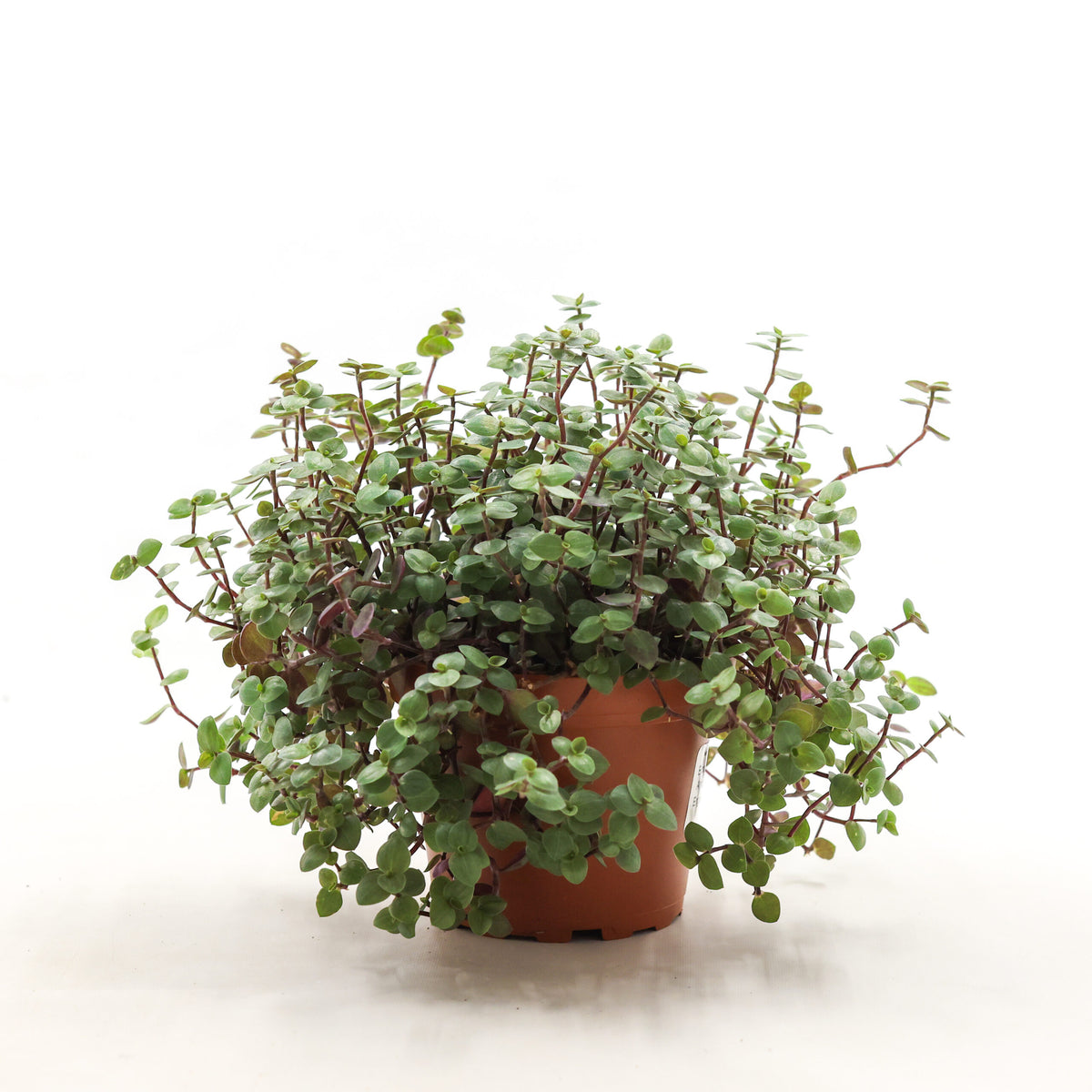 Callisa Repens