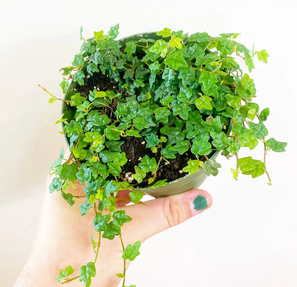 String of Frogs (ficus pumila 'Quercifolia')