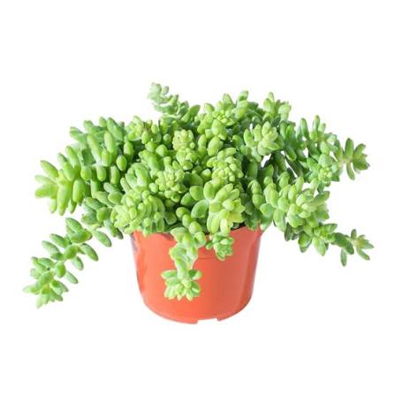 Donkeys Tail - 6"