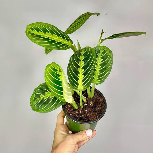 Maranta Lemon Lime Plant - 4" Pot