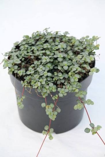 Pilea Glauca - 4"