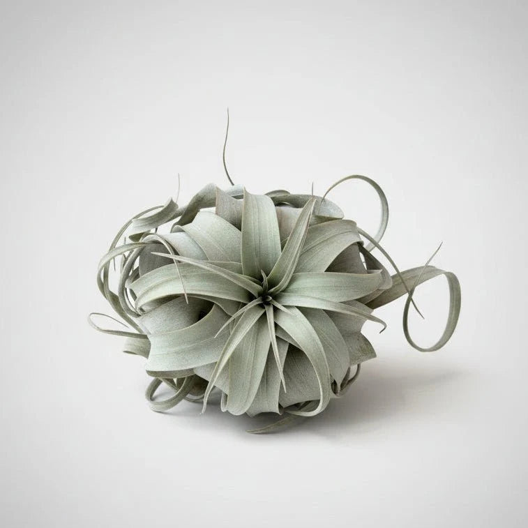 Air Plant- Large